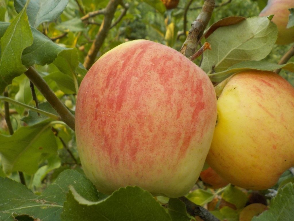 images/stories/virtuemart/product/Ben Davis